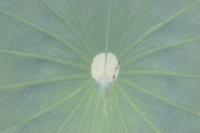 2006_06_0349 