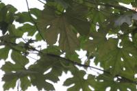 2006_06_3062 